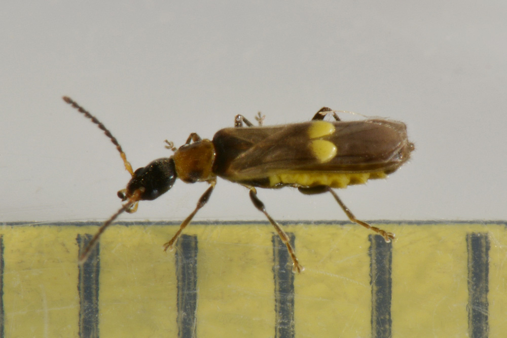 Cantharidae:   Malthodes sp.